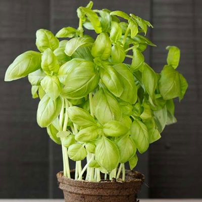  Basil 