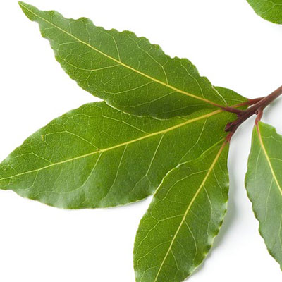  Bay Leaves 