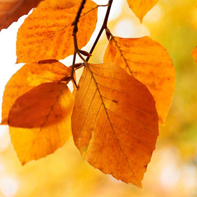  Beech 