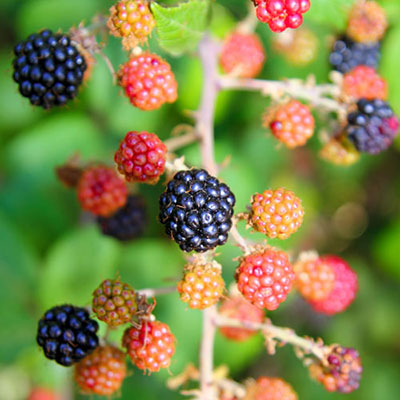 Blackberry