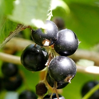 Blackcurrant