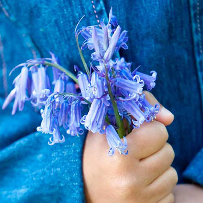 Bluebell
