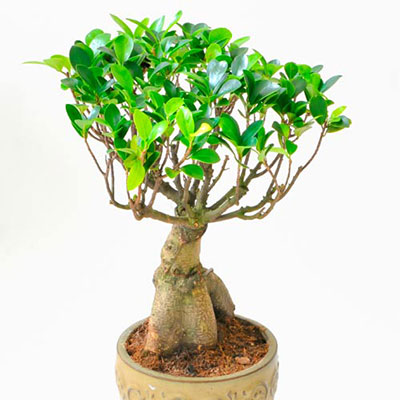  Bonsai 