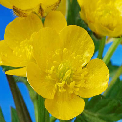  Buttercup 