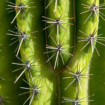  Cactus 
