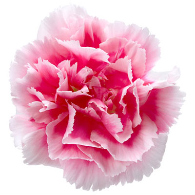 Carnation