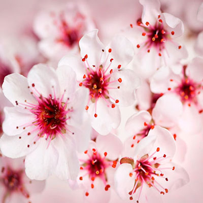  Cherry Blossom 