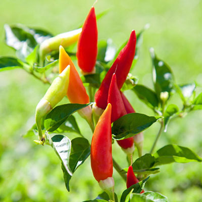 Chilli