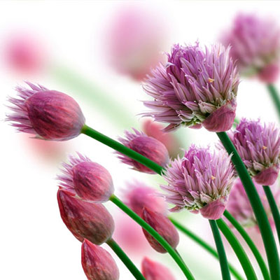 Chives