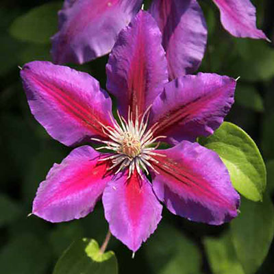 Clematis