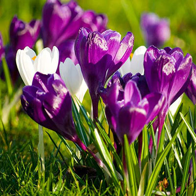 Crocus