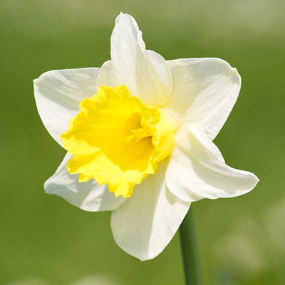  Daffodil 