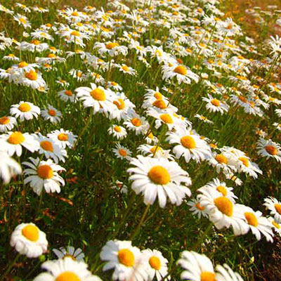  Daisy 