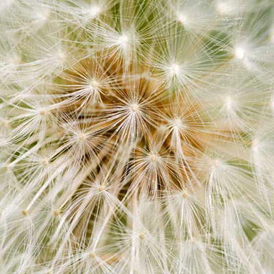  Dandelion 