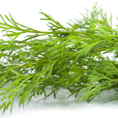 Dill