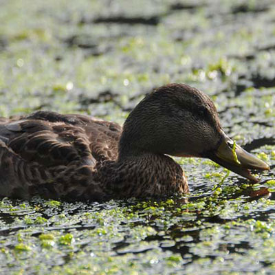  Duck Weed 