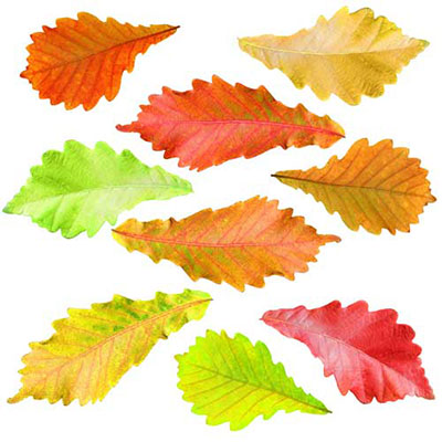 Elm Leaves