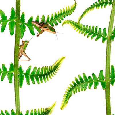Fern