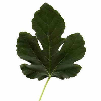  Fig Leaf 