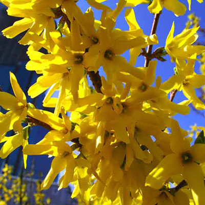  Forsythia 