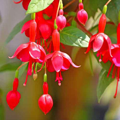 Fuchsia