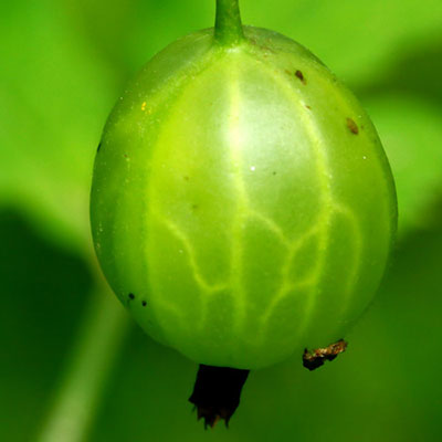  Gooseberry 