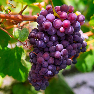 Grapevine