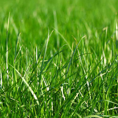 Grass
