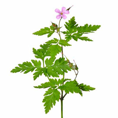 Herb Robert