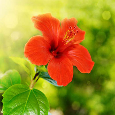 Hibiscus