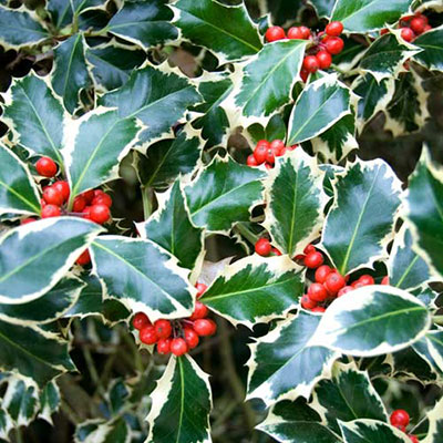 Holly