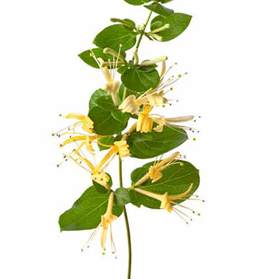 Honeysuckle