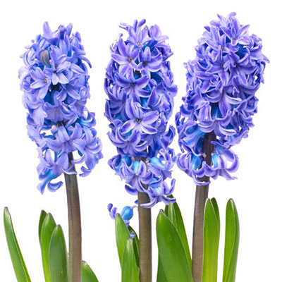 Hyacinth