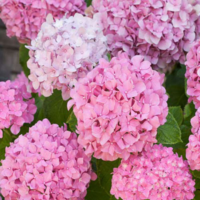 Hydrangea