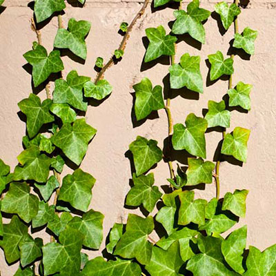 Ivy