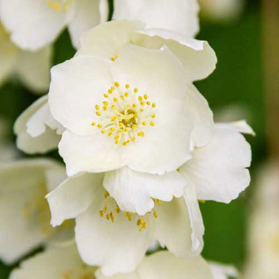 Jasmine