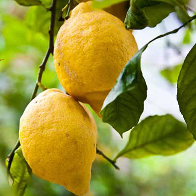 Lemon Tree