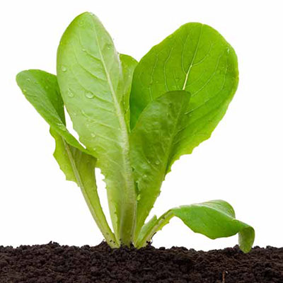 Lettuce