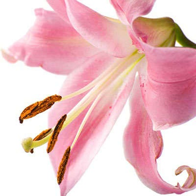 Lily