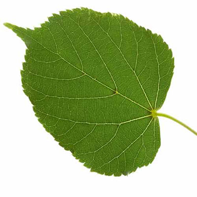 Lime Tree