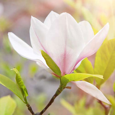  Magnolia 