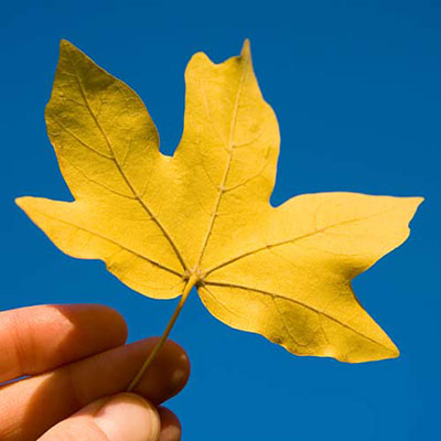 Maple Leaf