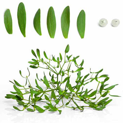 Mistletoe