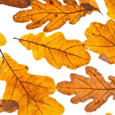 Oak Leaves