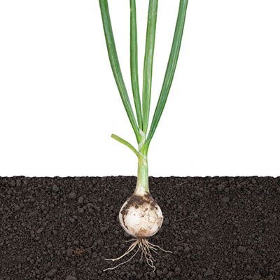Onion