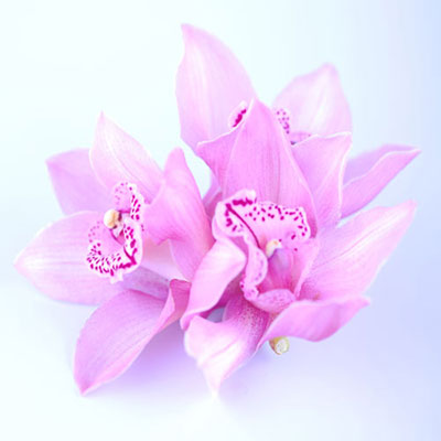 Orchid