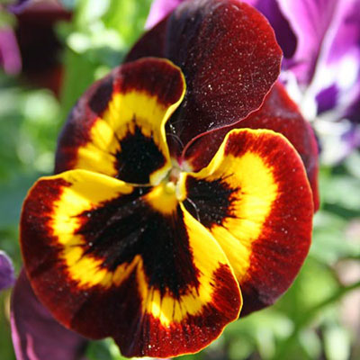 Pansy