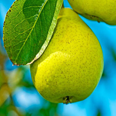 Pear Tree