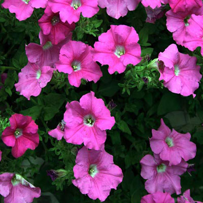  Petunia 