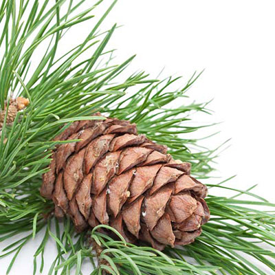  Pine Cone 